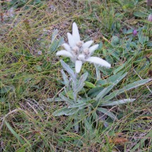 Edelweiss on the way down to Berchtesgaden